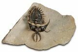 Short-Fork Walliserops Hammi Trilobite - Foum Zguid, Morocco #344466-3